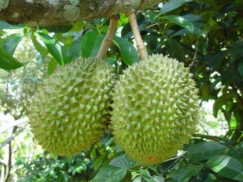ต้นไม้มงคลนำโชค